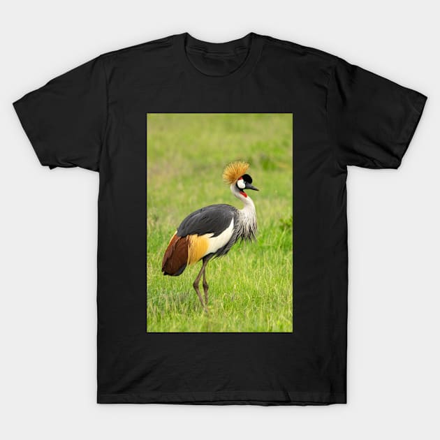 Crowned Crane T-Shirt by AndrewGoodall